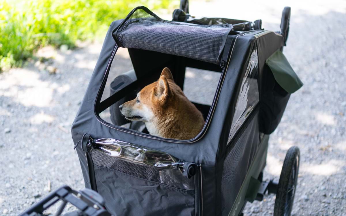 Shiba Inu Lotte sitzt angeschnallt im Qeridoo Nacho Hundeanhänger.