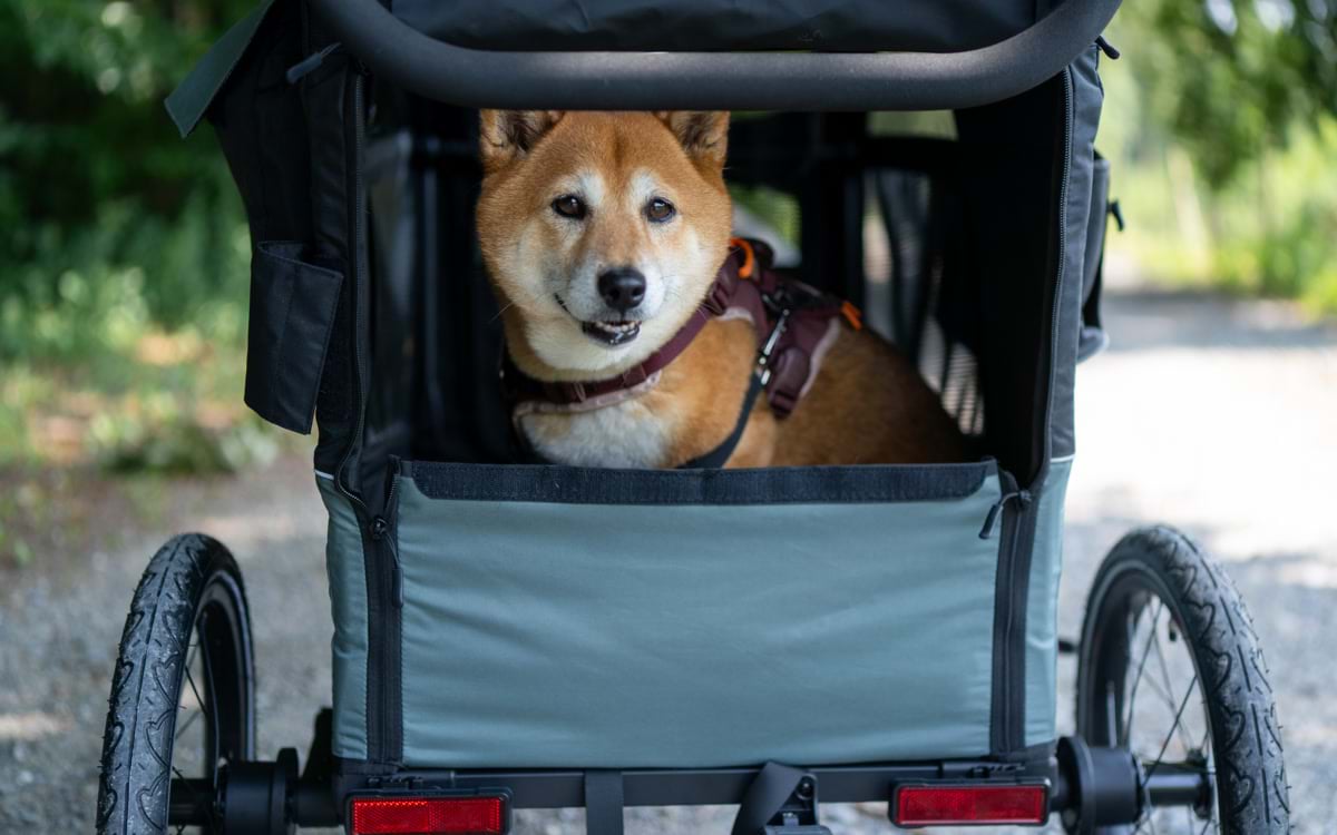 Shiba Inu Lotte schaut aus dem geöffneten Qeridoo Nacho Hundeanhänger.
