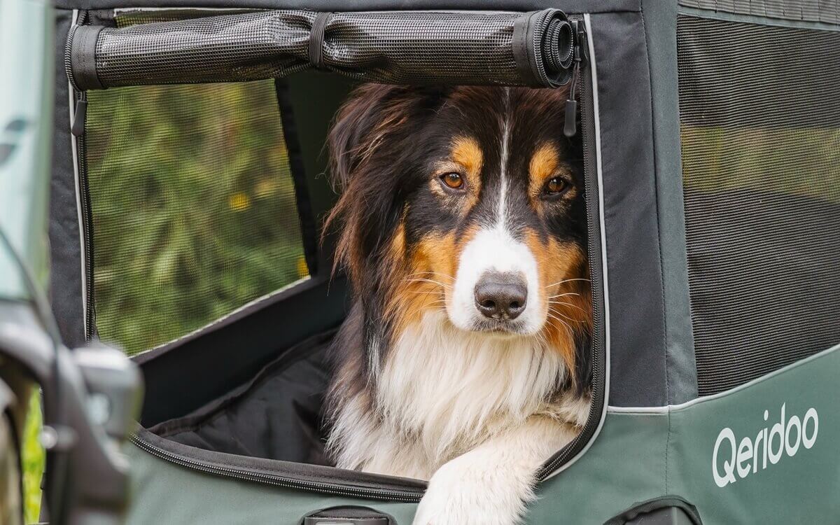 Radfahren mit welchen Hunden