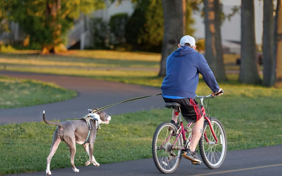 Hund am Fahrrad