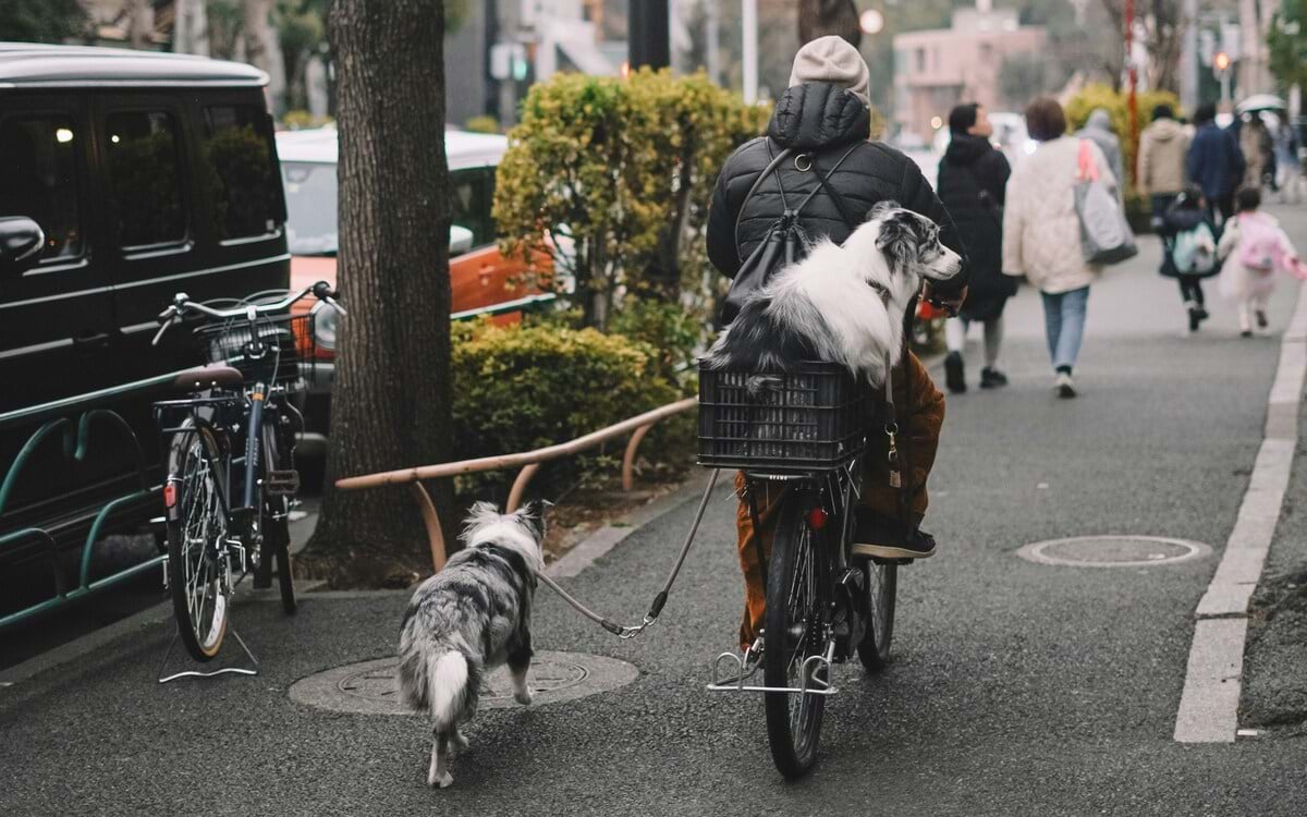 Hund am Rad transportieren