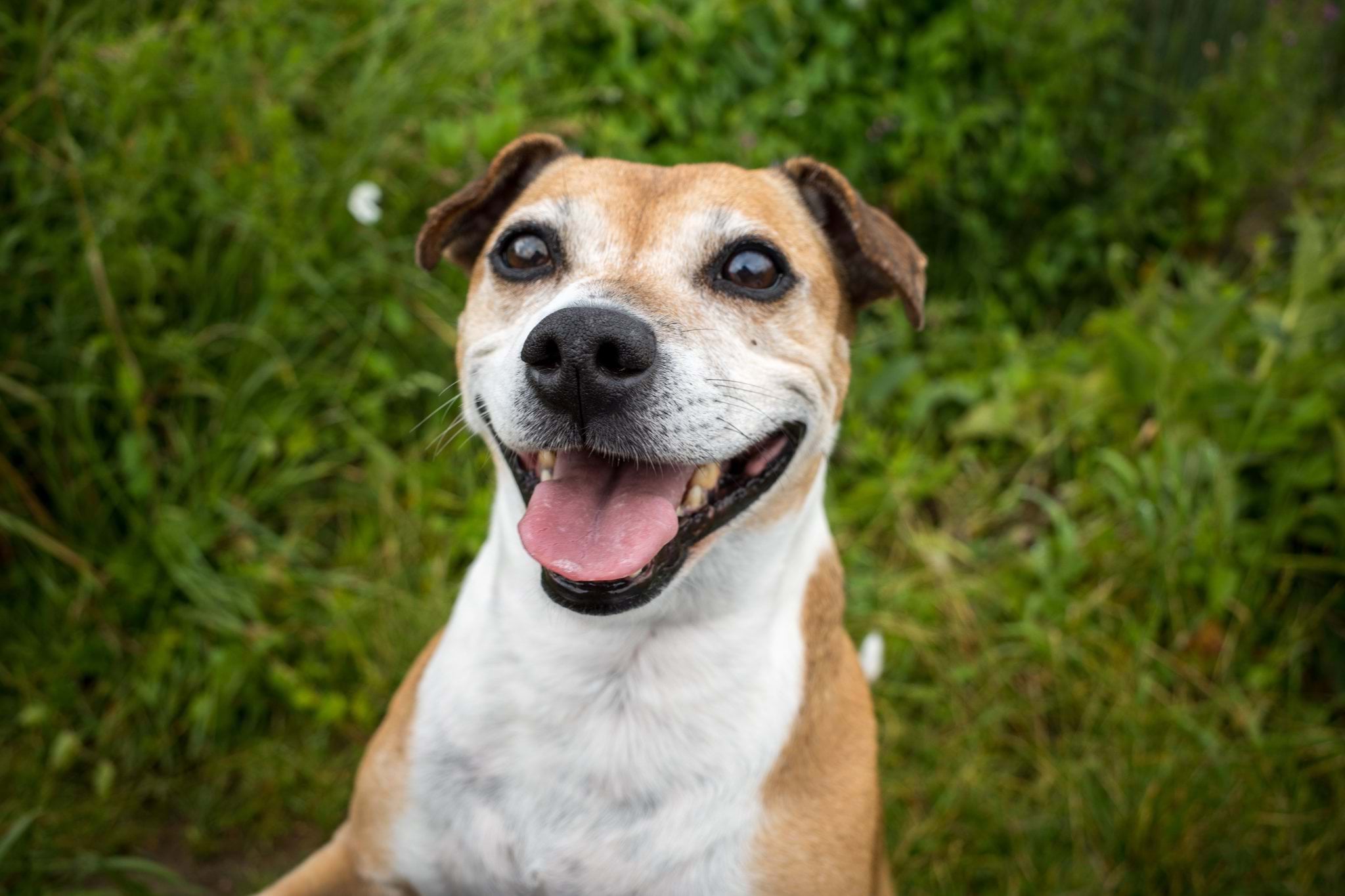 Dein Hund kann anfangs gestresst sein